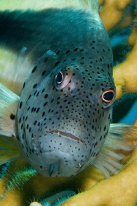 Close up detail of a Hawkfish taken with a 60mm lens and ... by Paul Colley 